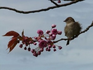 Bird on Blossoming Branch